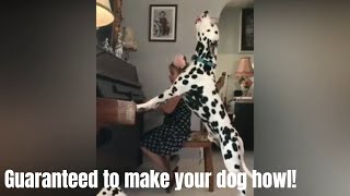 GUARANTEED TO MAKE YOUR DOG HOWL l Howling dogs Compilation 2019 [upl. by Twila]