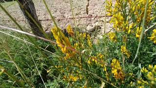 Genista Tinctoria ⛔ 11062023 La Bonnemais [upl. by Goldstein]