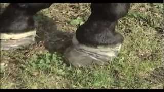 Equine Laminitis 2012 Update Part 2 from the Animal Health Foundation [upl. by Lynne]