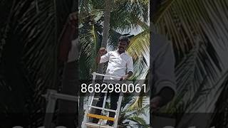 Coconut tree climbing lift [upl. by Einatirb]