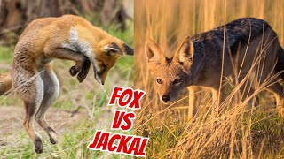 Fox vs Jackal What is Difference  A Detailed Comparison [upl. by Assenab]