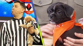 Puppy Bowl Celebrates 20Year Anniversary by Featuring Largest Number of Rescue Dogs in History [upl. by Soiritos]