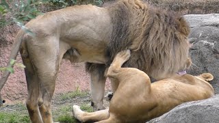 久しぶりの同居生活に興奮するライオン【天王寺動物園】 [upl. by Dragon]