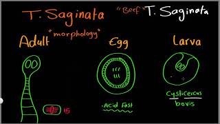 Parasitology 09 T saginata amp T solium »DrMoaz [upl. by Tyrus680]