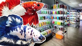 TINY fish store sells OVER 900 COLORFUL BETTA FISH [upl. by Assenad527]