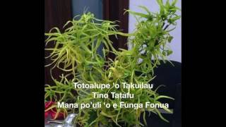 Totoalupe o Takuilau [upl. by Venn]