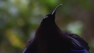 Black Sicklebill Epimachus Fastosus🐦🦜🕊️ [upl. by Valentijn]