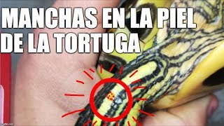 manchas rojas en la piel de mi tortuga [upl. by Ileray]