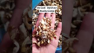 Dried Oyster Mushrooms mushroomlife ediblemushrooms [upl. by Eeloj]