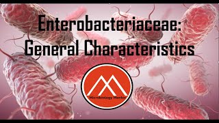 Enterobacteriaceae Enterobacterales GRAMNEGATIVE ENTERIC BACILLI ecoli bacteriology biology [upl. by Lempres]