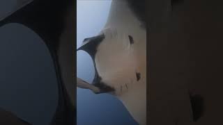 Oceanic manta ray approaches diver at Socorro Mexico shorts underwater diving [upl. by Anwahsed]