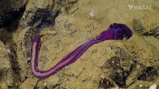 Meet the unsung climate heroes in the deep sea Acorn worms [upl. by Kcirddes59]