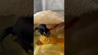 Betta fish breeding 😍 shorts bettafish breeding [upl. by Airamanna]