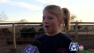 Nueces County Junior Livestock Show kicks off [upl. by Peacock]