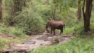 Elephant Sighting in Parambikulam Safari  Kerala Best Tourist Place in Tamil  Jolly Trip [upl. by Yntirb722]