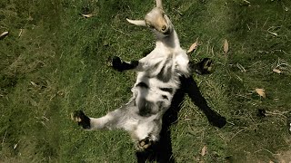 How Do Fainting Goats Survive in the Wild [upl. by Selwin]