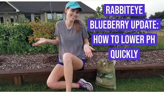 Rabbiteye Blueberry Update How to Lower pH Quickly [upl. by Ezarras727]