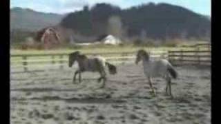 2007 Lusitano Friesian Cross Colts [upl. by Dielu]