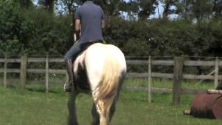 EQUINE HEADSHAKING CRANIOSACRAL SUCCESSFUL TREATMENT VIDEO [upl. by Zildjian]