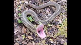 Aggressive Garter Snake [upl. by Etnovert]