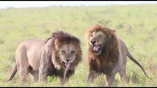 Impresionante coalición de cuatro leones Inselberg male lions lions wildlife bigcats [upl. by Analrahc]