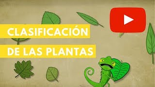 ¿Cuáles son las PARTES de la PLANTA  Ciencias Naturales para NIÑOS  Curiosidades  Biología [upl. by Gracye729]