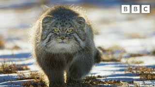 World’s Grumpiest Cat I Frozen Planet II I BBC [upl. by Rosalia]