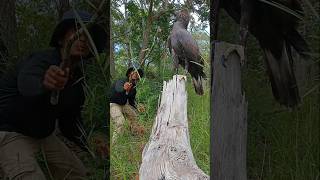 A man saw a huge eagle catching foodwildwater animals wildeagle wildlife birds [upl. by Ominoreg299]