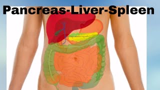 Pancreas Liver Spleen Organs of the Human Body [upl. by Kacie]