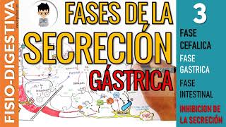 FASES DE LA SECRECIÓN GASTRICA REGULACIÓN e INHIBICION de la SECRECIÓN  Fisiología Digestiva  3 [upl. by Airamesor]