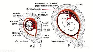 Decidua Differentiation A Comprehensive Guide to Basalis Capsularis and Parietalis [upl. by Fenelia]