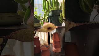 Stapelia grandiflora in bloom [upl. by Jarrell]