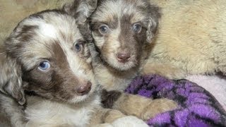 Mini Aussiedoodles 8 weeks old playing outside [upl. by Pond]