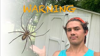 Identifying the Brown Recluse Spider Infestation  Example and Treatment [upl. by Leinad]