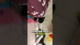 Stimoli giusti per il gattino durante il periodo della socializzazione  gatti gatto larygattini [upl. by Ibson]