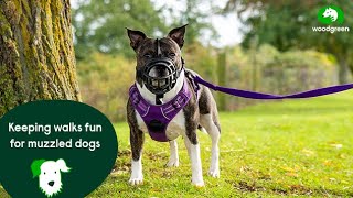 Keeping walks fun for muzzled dogs  Pet advice for dogs  Woodgreen Pets Charity [upl. by Asil]