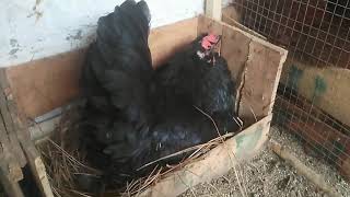 Australorp Broody Hen [upl. by Auhoj]