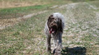 Comparing the Wirehaired Pointing Griffon amp Vizsla Which Hunting Breed is Right for You [upl. by Dloreg]