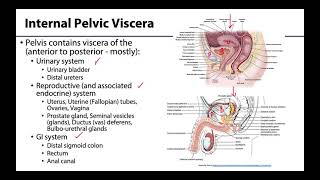 Pelvic Viscera Peritoneum  Learning Objectives [upl. by Suiramad]