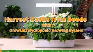 How to Harvest Basils from Seeds with GrowLED Hydroponic Growing System 2021 [upl. by Walther]