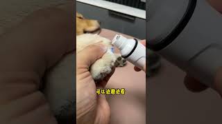 This petspecific nail grinder is really worryfree You dont need to cut it you can just grin [upl. by Ilime915]