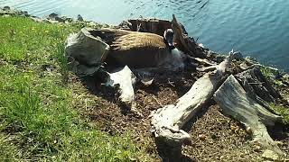 Angry Canadian Goose Hissing [upl. by Ardekal]