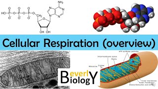 Cellular Respiration Overview  updated [upl. by Nohtan]