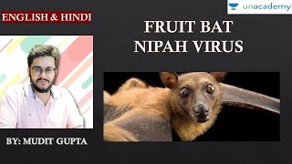 MM 20 Fruit Bat  Nipah Virus  Echolocation  Schedule 5  Vermin Wildlife Protection Act 1972 [upl. by Nniuq]