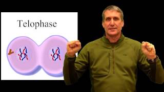 cell cycle physical pneumonic device mitosis [upl. by Koffler137]