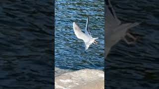 Birds in Walthamstow Wetlands 🕊️🦢 nature wildlife birds waterfallsounds relaxingnaturesounds [upl. by Llemhar451]