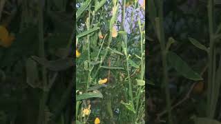 Crotalaria Juncea shorts youtubeshorts [upl. by Akinej]