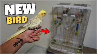 MY SURPRISE PET COCKATIEL BIRD [upl. by Sanderson]