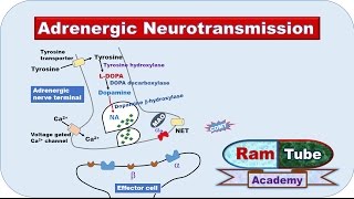 Adrenergic NA or NE Neurotransmission explained with animation [upl. by Kneeland489]