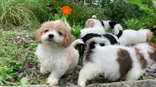 Cavachon Puppies [upl. by Bryn]